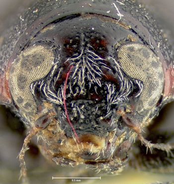 Media type: image;   Entomology 24991 Aspect: head frontal view